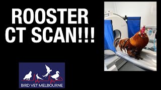 CT SCAN for birds Harold the rooster has CT at Bird Vet Melbourne in Burwood [upl. by Roanna]