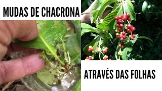 Como fazer MUDAS de CHACRONA através das folhas  Psychotria Viridis  Ayahuasca [upl. by Brigg393]