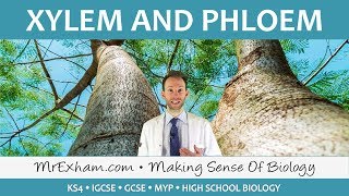 Transport in plants  Xylem and Phloem  GCSE Biology 91 [upl. by Humpage]