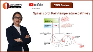 Spinal cord Pain temperature pathway [upl. by Sadick]