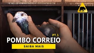 Pombo Correio  Parte 1 [upl. by Naot]