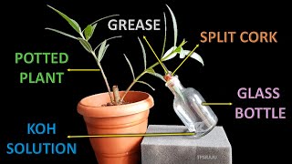 CO2 is essential for photosynthesis experiment [upl. by Aranahs361]