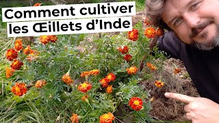 Comment cultiver les ŒILLETS dINDE [upl. by Eetnahc921]