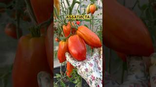 АББАТИСТАПОМИДОРНОЕ МЯСО 🍅👌 [upl. by Sumaes446]