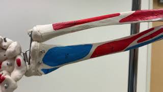 Arthrokinematics of the Distal Radioulnar Joint [upl. by Llehcsreh749]