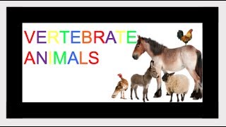 Vertebrates Animals  Classifying Animals KIDZVIDZ [upl. by Pelage102]