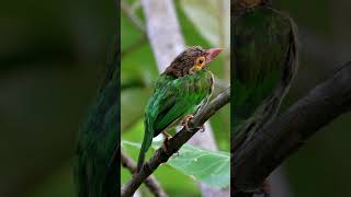 Brownheaded barbet birds  Bird watching birds [upl. by Arrac]