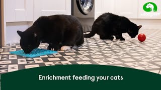 Enrichment feeding for your cats  Woodgreen Pets Charity [upl. by Wrennie]