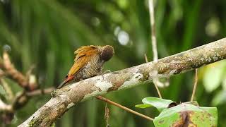 Redrumped Woodpecker Dryobates kirkii female [upl. by Lan]