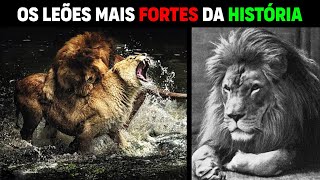 Leão  10 LEÕES MAIS FORTES DA HISTÓRIA [upl. by Aileahcim]