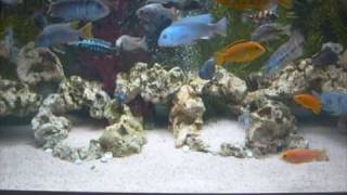 AFRICAN RIFT LAKE CICHLIDS TANK 1209 [upl. by Xymenes]