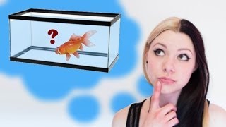 HOW TO SET UP A GOLDFISH TANK [upl. by Genevieve]