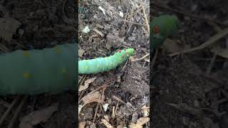 Huge Cecropia Caterpillar  Largest moth in North America [upl. by Toback836]