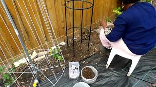 Zone 9B Planting Table Squash Poblano Peppers Rosemary Sugar Baby watermelon and Alyssum [upl. by Birkner]