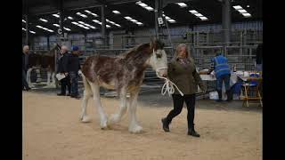 Clydesdale Foal Show 2023  Lanark Auction Market [upl. by Eillen373]