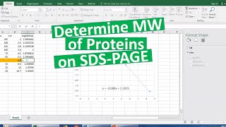 Determining MW of proteins on SDSPAGE [upl. by Mcintosh]