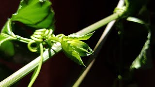 Growing Passion Fruit from Seeds Day 305 [upl. by Leodora613]