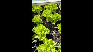 My Backyard Tour  Green Lettuce in Winter of Chicago no heat [upl. by Einner]