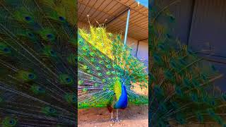 Beautiful peacock peacock beauty viralvideo shorts [upl. by Norahc]