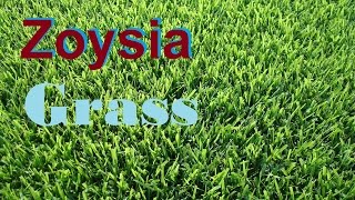 What Grass Is That Zoysia Grass Empire Zoysia Zeon Zoysia Zoysia Lawn [upl. by Daggna]