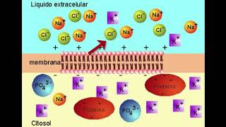 VIDEO 5 LA ACTIVIDAD ELÉCTRICA DE LA NEURONA [upl. by O'Rourke204]