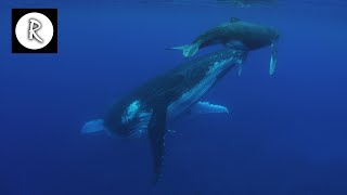 Whale Sounds Underwater Nature Video  4K  10 Hours for Sleep Insomnia Stress Relief amp Relaxation [upl. by Edeline]