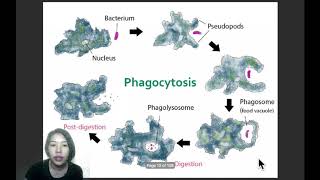 Ep24 การย่อยอาหารของสิ่งมีชีวิตเซลล์เดียวและสัตว์ unicellular organism and animal digestion [upl. by Enovaj953]