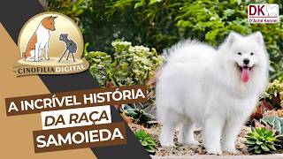 Samoieda  A incrível história da raça  Canil D’Ache Kennel  Cinofilia Digital [upl. by Eceinwahs]