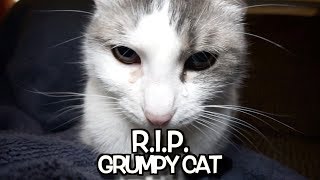 Talking Kitty Cat 672  R I P Grumpy Cat  Well never forget you [upl. by Oine250]