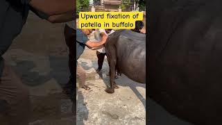 MPD l upward fixation of patella in buffalo l dr Umar khan [upl. by Naellij]