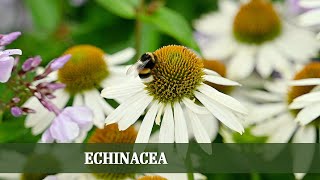 Scheinsonnenhut Echinacea  Alles zu Sorten Rückschnitt und Ansprüchen [upl. by Eislrahc]