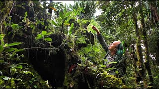 FIELD TRIP WITH PATRICK BLANC IN PAPUA NEW GUINEA  HIGHLANDS [upl. by Janie]