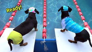 The Wienerlympics  Cute amp Funny Wiener Dog Video [upl. by Rosabella377]