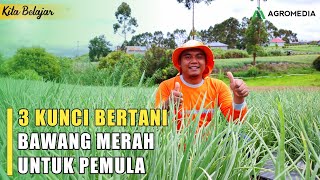 Budidaya Bawang Merah  Tips Bertani Bawang Merah untuk Pemula [upl. by Fredek]