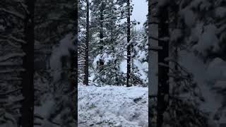 Our Wrightwood Park snow experience in USA [upl. by Aurelia]