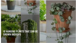 some hanging plants that can be grown indoorsindoor plantsindoorplanting [upl. by Aurilia]