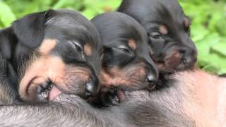 Cute Dachshund Puppies Suckling [upl. by Pietje]