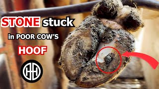 Hoof Trimming Secrets Revealed Cow Hoof Transformation  Hoof Healers [upl. by Ennaharas]