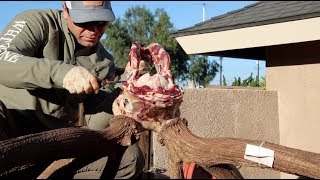 GIANT BULL ELK SKULL CLEANING [upl. by Yentruoc320]