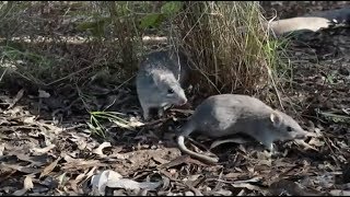 Endangered northern bettong crucial to the survival of Queenslands tropical ecosystem [upl. by Avehstab]