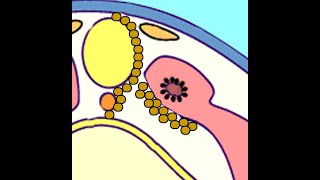 Embryology Somitogenesis Turning Paraxial Mesoderm into Dermatome Myotome and Sclerotome [upl. by Selin]