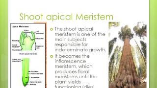 Determinate vs Indeterminate Growth by Herman Israelsson [upl. by Azilanna]