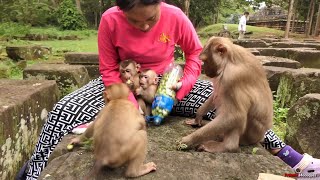 Touching Encounter Abandoned Monkeys Heartwarming Reaction to kTs Lotus Gift thank KT [upl. by Niwdla]