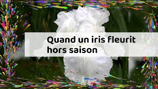 Quand un iris fleurit hors saison [upl. by Esirec]