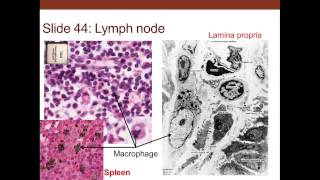 3 Medical School Histology Connective Tissue [upl. by Han]