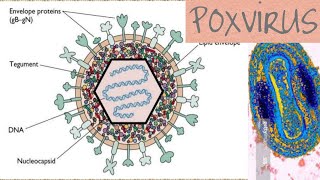 Poxvirus microbiology [upl. by Salaidh]