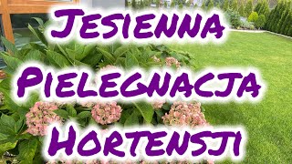 Jesienna pielęgnacja hortensji ogrodowej [upl. by Lyford]