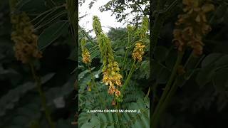 কুসুম কাঁটা ফুল।Caesalpinia bonduc shorts [upl. by Luthanen]