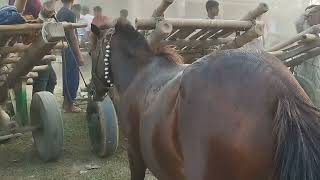 Best Wild Horses Mare Compilation of some Wild Horse Fights Video jamalpur horses [upl. by Llevart]