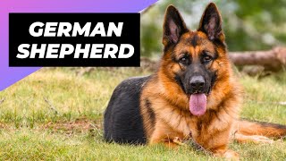 German Shepherd 🐶 What To Expect As A New Owner [upl. by Swigart]